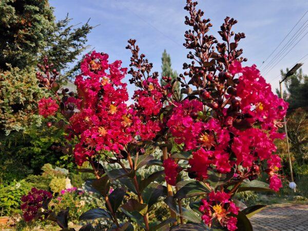 Lagerstremia indyjska Magnifica Rubra - Lagerstroemia indica