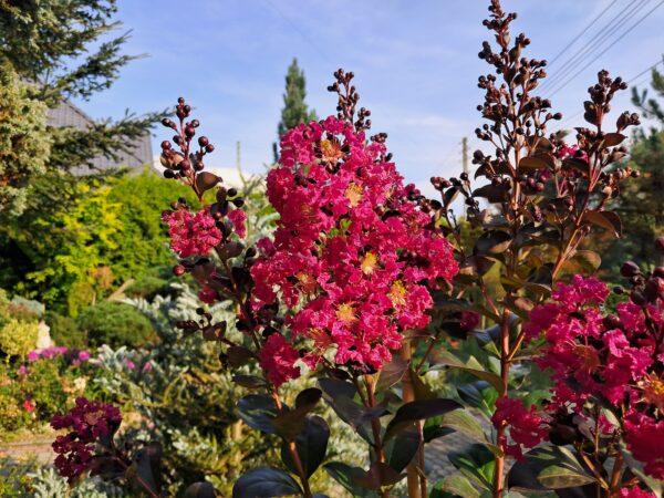 Lagerstremia indyjska Magnifica Rubra - Lagerstroemia indica - obrazek 2