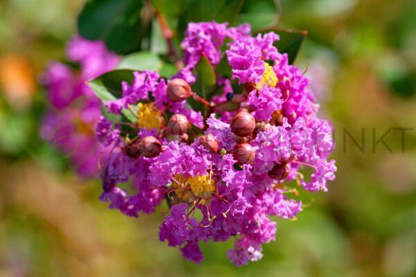 Lagerstremia indyjska Petite Orchid - Lagerstroemia indica