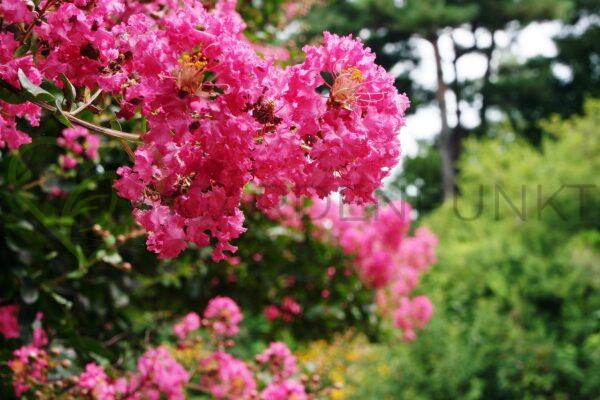 Lagerstremia indyjska Petite Pink - Lagerstroemia indica