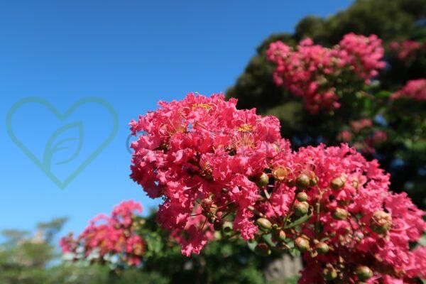 Lagerstremia indyjska Petite Red - Lagerstroemia indica