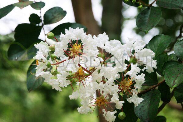 Lagerstremia indyjska With Love Babe PBR - Lagerstroemia indica