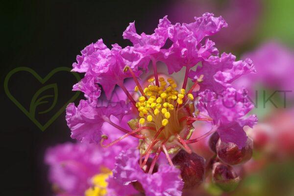 Lagerstremia indyjska With Love Eternal PBR - Lagerstroemia indica