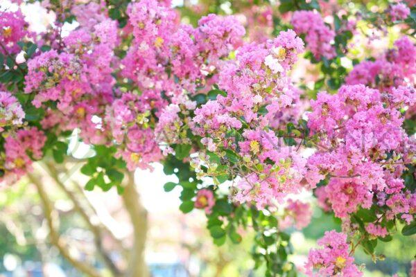 Lagerstremia indyjska With Love Girl PBR - Lagerstroemia indica