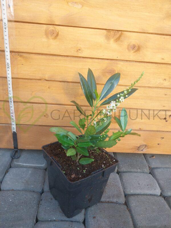 Laurowiśnia wschodnia Otto Luyken - Prunus laurocerasus