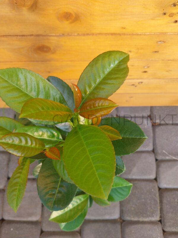 Laurowiśnia wschodnia Etna 'Anbri' PBR - Prunus laurocerasus