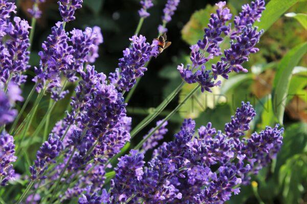 Lawenda wąskolistna Hidcote Blue - Lavendula angustifolia