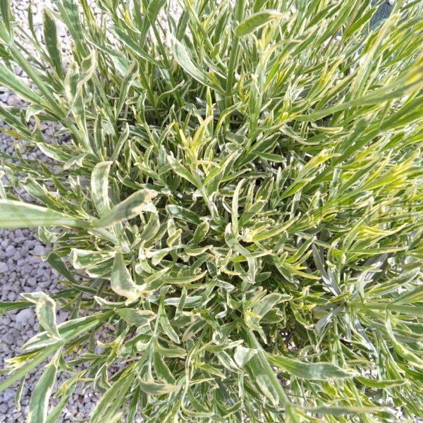 Lawenda wąskolistna Platinum Blonde PBR - Lavendula angustifolia - obrazek 2