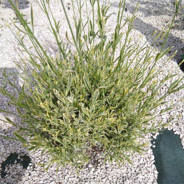 Lawenda wąskolistna Platinum Blonde PBR - Lavendula angustifolia