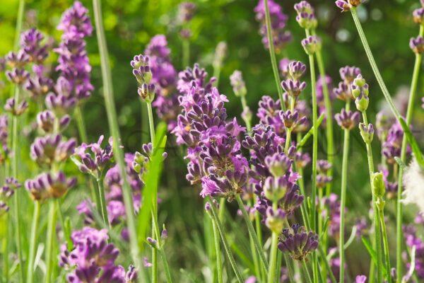 Lawenda wąskolistna Rosea - Lavendula angustifolia