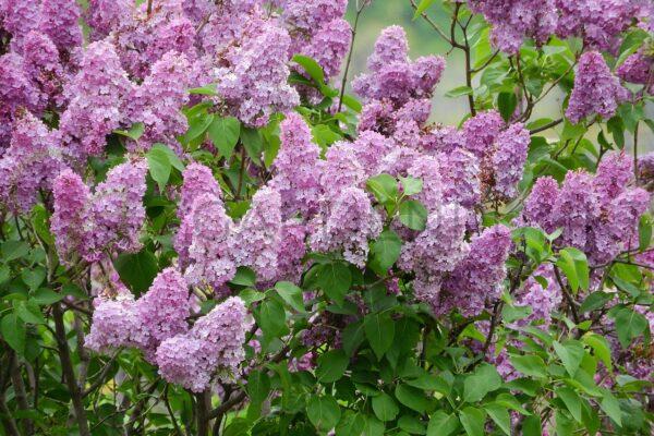 Lilak koreański Miss Kim - Syringa patula