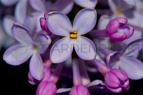 Lilak pospolity Carpe Diem PBR - Syringa vulgaris