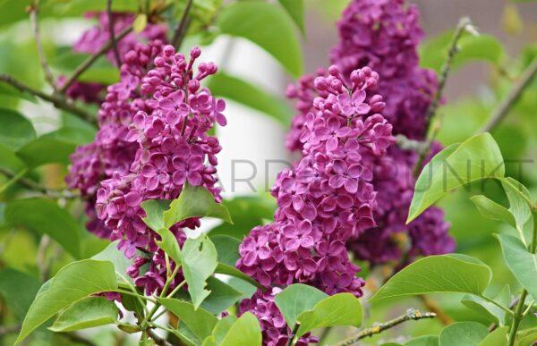 Lilak pospolity Hortensja - Syringa vulgaris