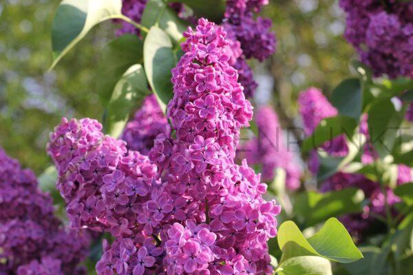 Lilak pospolity Lila Wonder PBR - Syringa vulgaris