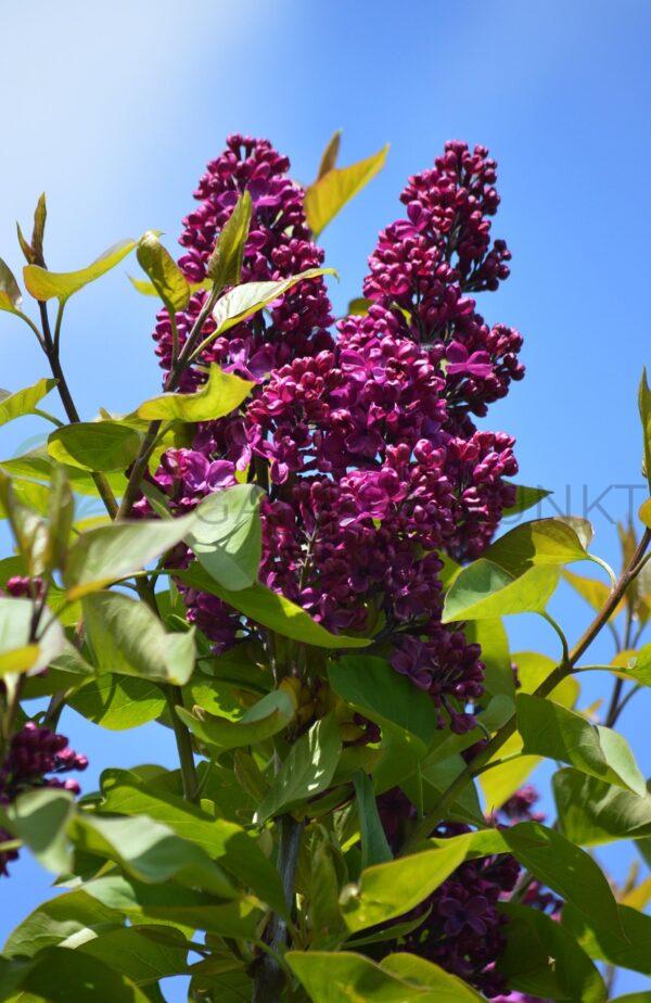 Lilak pospolity Ludwig Spaeth - Syringa vulgaris