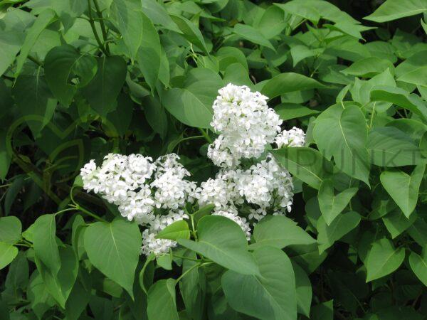 Lilak pospolity Miss Ellen Willmott - Syringa vulgaris