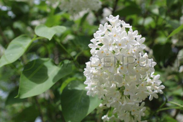Lilak pospolity Mme Lemoine - Syringa vulgaris