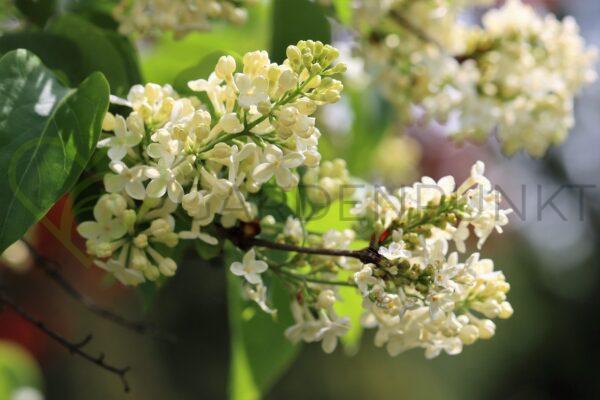 Lilak pospolity Primrose - Syringa vulgaris