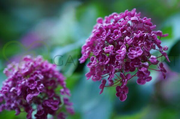 Lilak pospolity Sensation - Syringa vulgaris