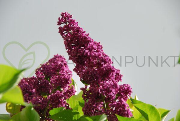 Lilak pospolity Znamya Lenina - Syringa vulgaris