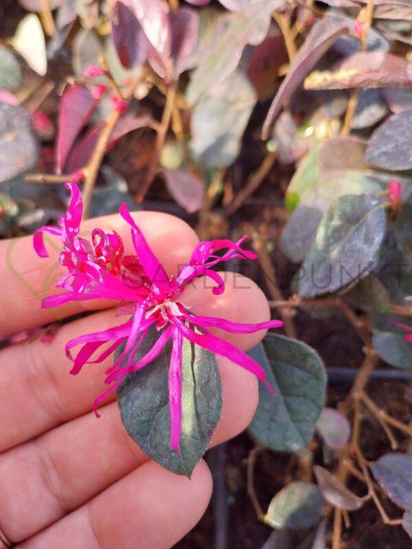 Loropetalum chińskie Fire Dance - Loropetalum chinensis - obrazek 4