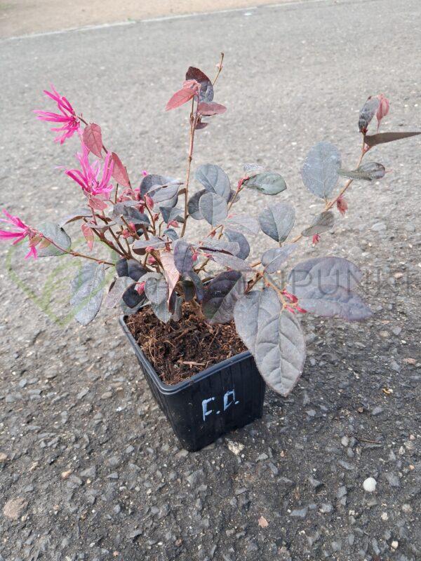 Loropetalum chińskie Fire Dance - Loropetalum chinensis