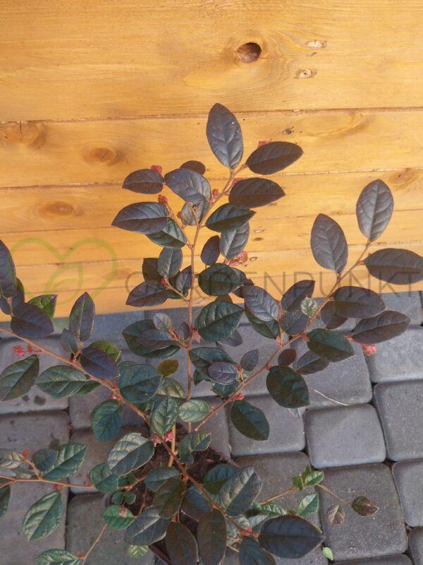 Loropetalum chińskie Fire Dance - Loropetalum chinensis - obrazek 2