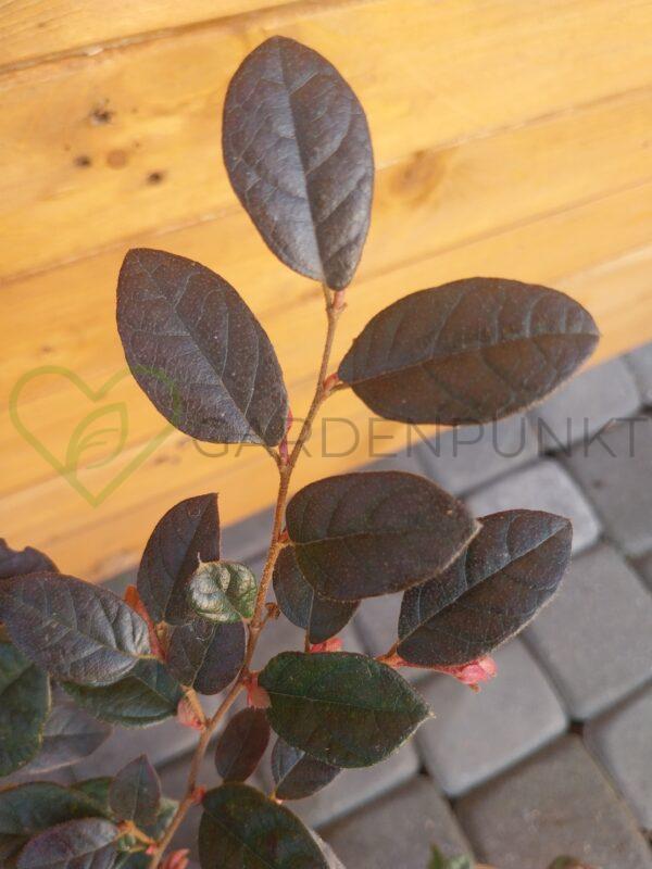 Loropetalum chińskie Fire Dance - Loropetalum chinensis - obrazek 3