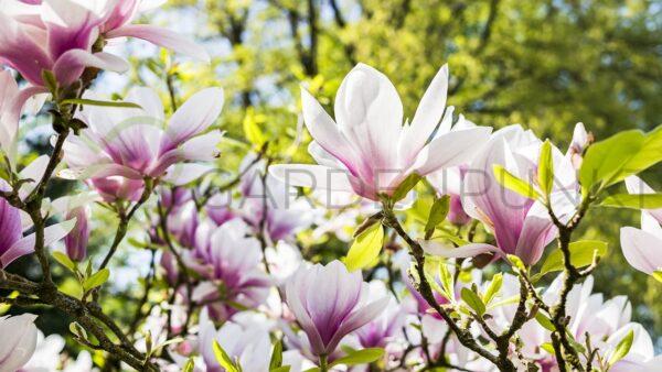 Magnolia Galaxy- Magnolia