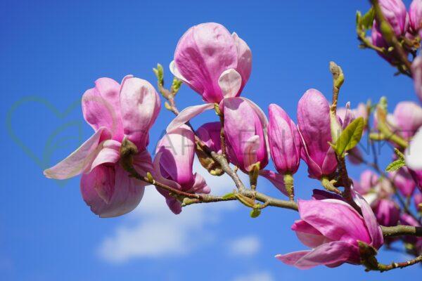 Magnolia George Henry Kern - Magnolia