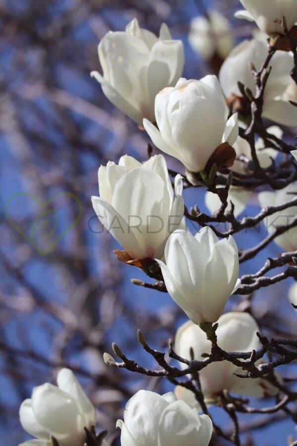 Magnolia pośrednia Alba Superba - Magnolia x soulangeana
