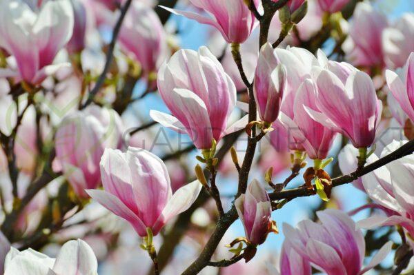 Magnolia pośrednia Alexandrina - Magnolia x soulangeana