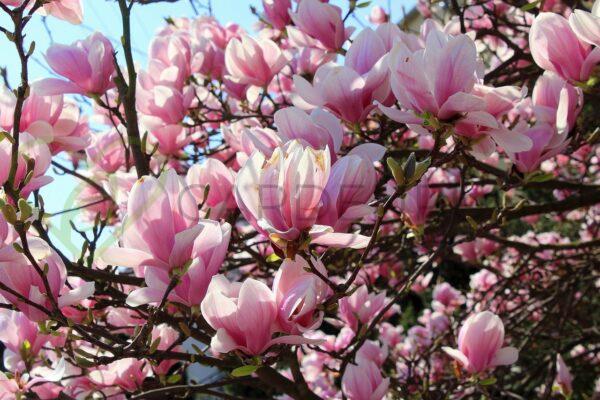 Magnolia pośrednia Rustica Rubra - Magnolia x soulangeana