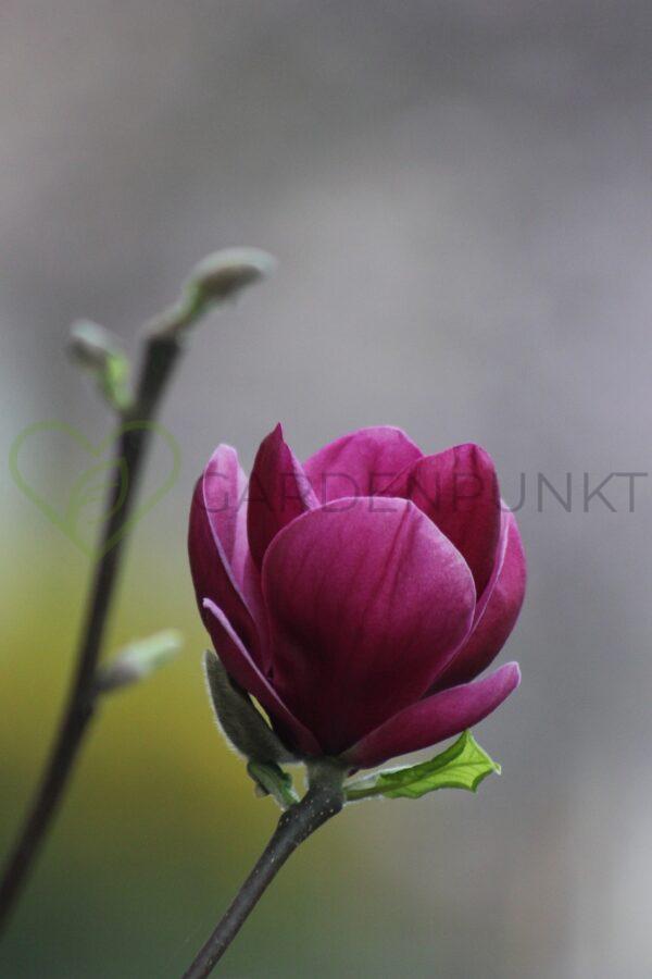 Magnolia purpurowa Nigra- Magnolia liliflora