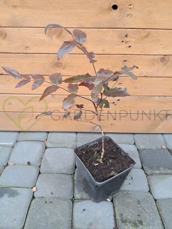 Mahonia Pinnacle - Mahonia x wagneri - obrazek 2