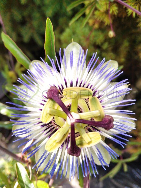 Męczennica błękitna Constance Elliot - Passiflora careulea
