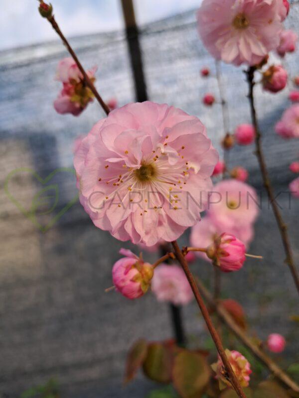Migdałek trójklapowy - Prunus triloba - obrazek 2