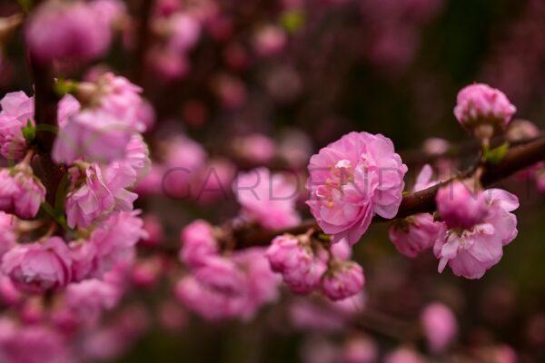 Migdałek trójklapowy - Prunus triloba