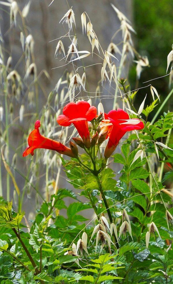 Milin amerykański Flamenco - Campsis radicans