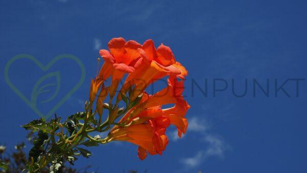 Milin amerykański Ursynów - Campsis radicans