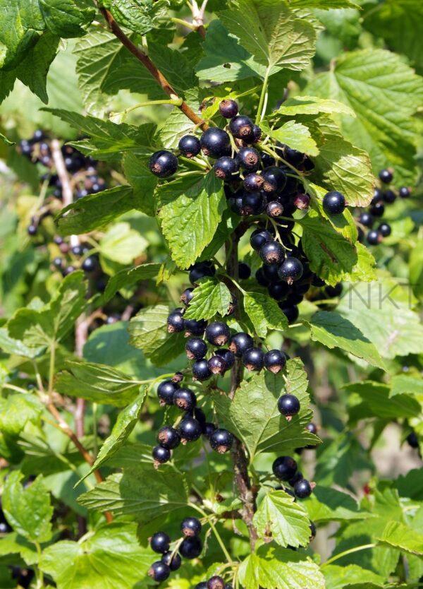 Na Pniu Porzeczka czarna Tisel Pienna - Ribes nigrum