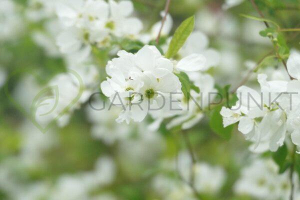Obiela groniasta/wielkokwiatowa Niagara PBR - Exochorda racemosa