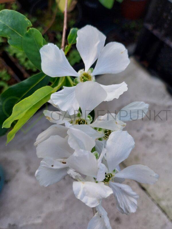 Obiela Magical Springtime PBR - Exochorda