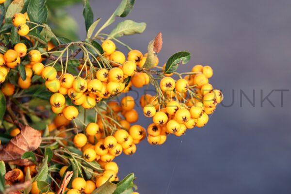 Ognik szkarłatny Golden Charmer - Pyracantha coccinea