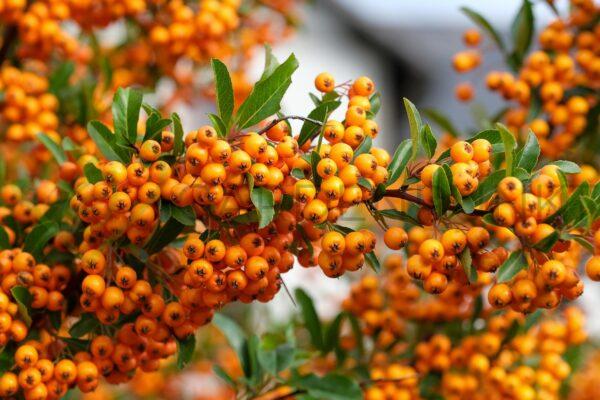 Ognik szkarłatny Orange Glow - Pyracantha coccinea