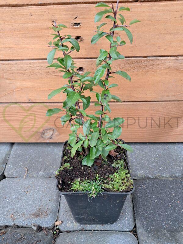Ognik szkarłatny Golden Charmer - Pyracantha coccinea - obrazek 2