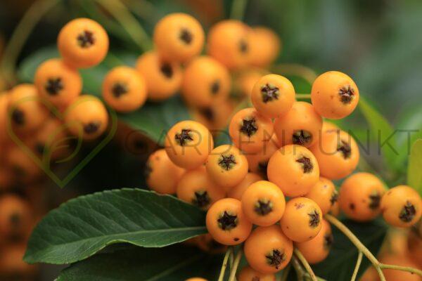 Ognik szkarłatny Soleil d'Or - Pyracantha coccinea
