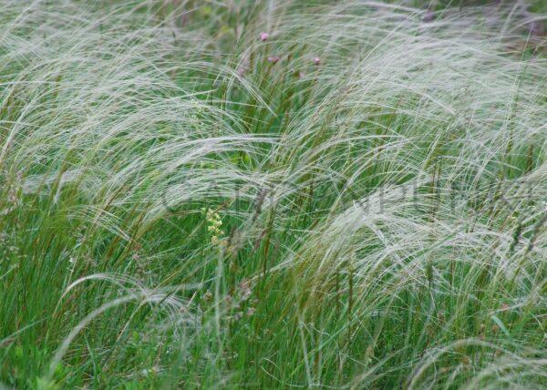 Ostnica cieniutka, mocna Pony Tails - Stipa tenuissima