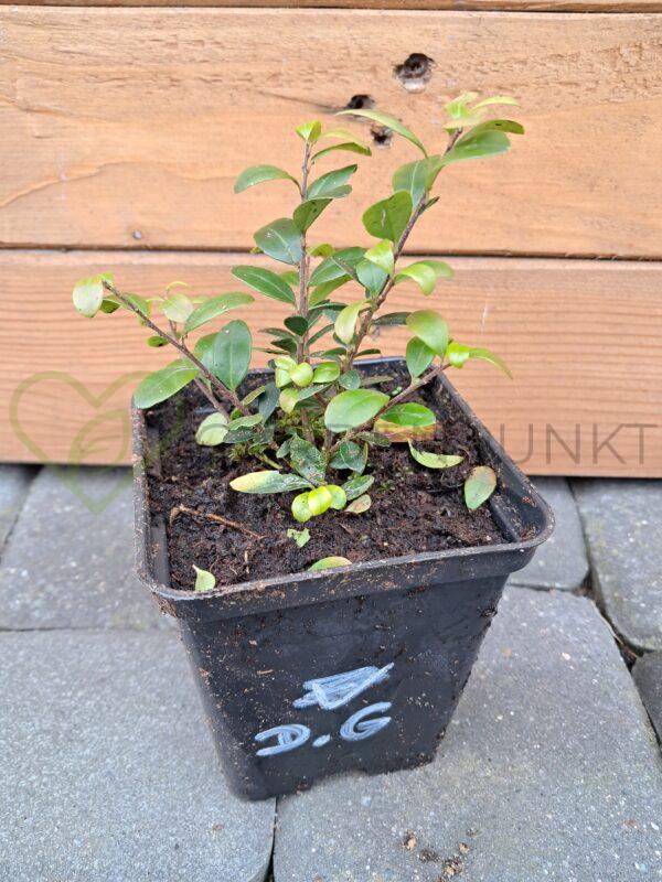 Ostrokrzew karbowanolistny Dark Green - Ilex crenata