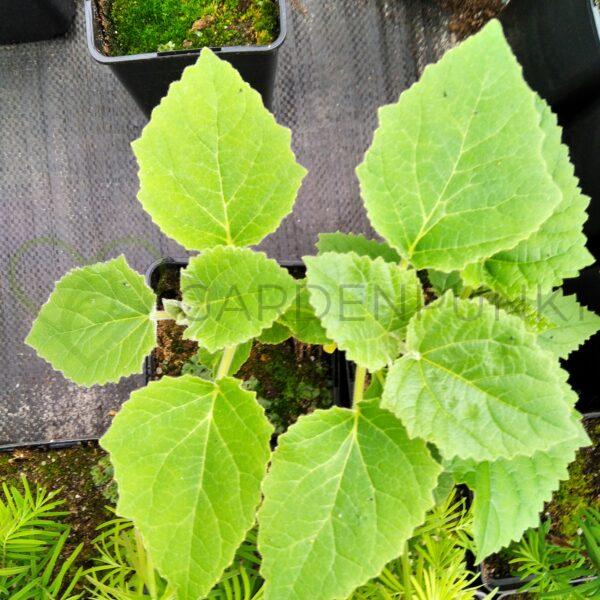 Paulownia omszona, cesarska - Paulownia tomentosa - obrazek 3
